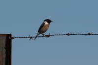 LBL2001038-1200  Stonechat (Saxicola torquatus) © Leif Bisschop-Larsen / Naturfoto