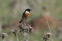 LBL2001058-1200  Stonechat (Saxicola torquatus) © Leif Bisschop-Larsen / Naturfoto