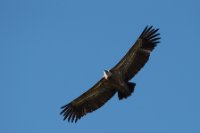 LBL2001167-1200  Griffon Vulture (Gyps fulvus) © Leif Bisschop-Larsen / Naturfoto
