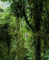  Lowland rainforest with lianas and epiphytic plants. ©Leif Bisschop-Larsen / Naturfoto
