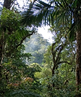  Cloud forest/montane oak forest. ©Leif Bisschop-Larsen / Naturfoto

