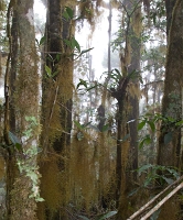  Cloud forest/montane oak forest. ©Leif Bisschop-Larsen / Naturfoto