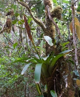 Epiphytes are everywhere in the cloud forest. ©Leif Bisschop-Larsen / Naturfoto
