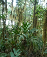  Cloud forest. ©Leif Bisschop-Larsen / Naturfoto