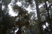  Cloud forest. ©Leif Bisschop-Larsen / Naturfoto