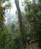  Cloud forest. ©Leif Bisschop-Larsen / Naturfoto