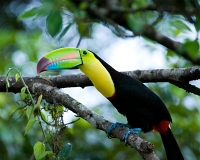  Keel-billed Toucan, Ramphastos sulfuratus. ©Leif Bisschop-Larsen / Naturfoto