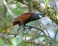  Montezuma Oropendola, Psarocolius montezuma. ©Leif Bisschop-Larsen / Naturfoto