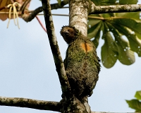  Three-Toed Sloth, Bradypus variegatus. ©Leif Bisschop-Larsen / Naturfoto