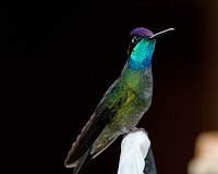  Magnificent Hummingbird, Eugenes fulgens. ©Leif Bisschop-Larsen / Naturfoto