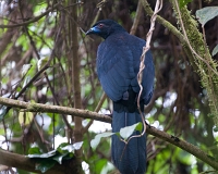  Black Guan, Chamaepetes unicolor. ©Leif Bisschop-Larsen / Naturfoto