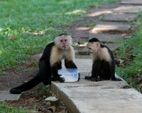  White-Throated Capuchin Monkey, Cebus capucinus with stolen bowl of sugar. ©Leif Bisschop-Larsen / Naturfoto