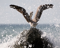  Brown Pelican, Pelecanus occidentalis. ©Leif Bisschop-Larsen / Naturfoto