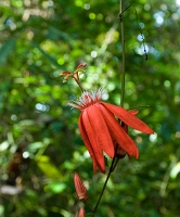  Passion Flower, Passiflora sp. ©Leif Bisschop-Larsen / Naturfoto