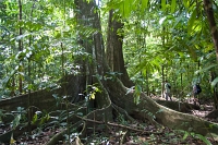  Tree with giant roots, Ficus sp. ©Leif Bisschop-Larsen / Naturfoto