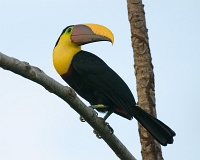  Chestnut-Mandibled Toucan, Ramphastos swainsonii. ©Leif Bisschop-Larsen / Naturfoto