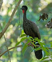  Crested Guan, Penelope purpurascens. ©Leif Bisschop-Larsen / Naturfoto