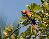  Scarlet Macaw, Ara macao. ©Leif Bisschop-Larsen / Naturfoto
