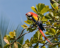  Scarlet Macaw, Ara macao. ©Leif Bisschop-Larsen / Naturfoto