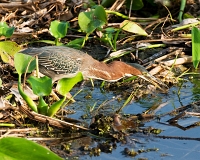  Green Heron, Butorides virescens. ©Leif Bisschop-Larsen / Naturfoto