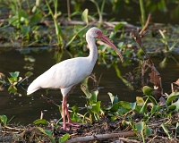  White Ibis, Eudocimus albus. ©Leif Bisschop-Larsen / Naturfoto