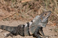  Black Iguana, Ctenosaura similis (with ticks). ©Leif Bisschop-Larsen / Naturfoto