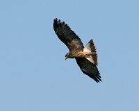  Snail Kite, Rostrhamus sociabilis. ©Leif Bisschop-Larsen / Naturfoto