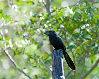  Groove-Billed Ani, Crotophaga sulcirostris. ©Leif Bisschop-Larsen / Naturfoto