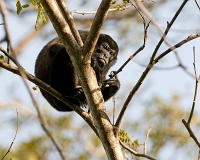  Mantled Howler Monkey, Alouatta palliata. ©Leif Bisschop-Larsen / Naturfoto
