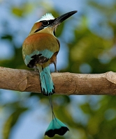  Turquoise-browed Motmot, Eumomota superciliosa. ©Leif Bisschop-Larsen / Naturfoto