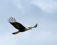  Crested Caracara, Caracara cheriway. ©Leif Bisschop-Larsen / Naturfoto