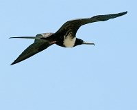  Magnificent Frigatebird, Fregata magnificens. ©Leif Bisschop-Larsen / Naturfoto