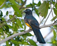  Black-headed Trogon, Trogon melonocephalus. ©Leif Bisschop-Larsen / Naturfoto