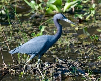  Little Blue Heron, Egretta caerulea. ©Leif Bisschop-Larsen / Naturfoto