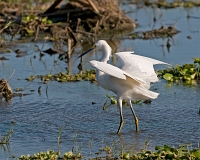  Snowy Egret, Egretta thula. ©Leif Bisschop-Larsen / Naturfoto