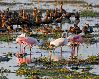  Roseate Spoonbill, Platalea ajaja. ©Leif Bisschop-Larsen / Naturfoto