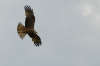  Sort Glente, Milvus migrans er karakterfugl i Ekstremadura. Black Kite is characteristic of Extremadura. © Leif Bisschop-Larsen