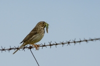  Langs vejene er Bomlærke, Miliaria calandra talrig. Along the roads, Corn-Bunting is numerous. © Leif Bisschop-Larsen