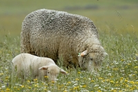  Får i steppens blomsterflor. Sheep in the flowers. © Leif Bisschop-Larsen