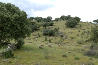  Fårene vedligeholder landskabet. Sheep maintain the landscape. © Leif Bisschop-Larsen