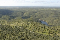  Naturtypen dehesa i Monfragüe Naturparken. Dehesa in the Monfragüe Nature Reserve. © Leif Bisschop-Larsen