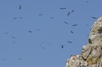  Gåsegribbe stiger til vejrs før dagens fourageringstogt. Griffon Vultures take hight before they fly to the feedings grounds. © Leif Bisschop-Larsen