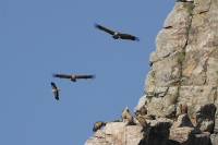  Gåsegribbe, Gyps fulvus og en Ådselsgrib, Neophron percnopterus. Griffon Vulture and an Egyptian Vulture. © Leif Bisschop-Larsen