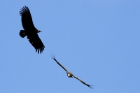  Munkegrib (Aegypius monachus) og Gåsegrib (Gyps fulvus). Black Vulture and Griffon Vulture. © Leif Bisschop-Larsen