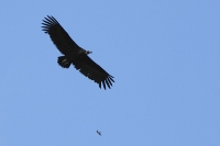  Munkegrib (Aegypius monachus) og Klippesvale (Ptyonoprogne rupestris). Black Vulture and Crag Martin. © Leif Bisschop-Larsen