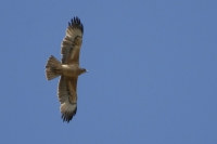  Høgeørn, Hieraaetus faasciatus. Bonelli's Eagle. © Leif Bisschop-Larsen
