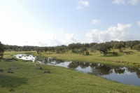  Flod i dehesaen. River in the dehesa. © Leif Bisschop-Larsen