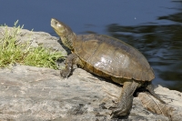  Skildpadde, Mauremys leprosa. Stripe-necked Terrapin. © Leif Bisschop-Larsen