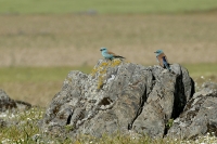  Ellekrage, Coracias garrulus. Roller. © Leif Bisschop-Larsen