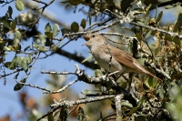  Sydlig Nattergal, Luscinia megarhynchos. Nightingale. © Leif Bisschop-Larsen